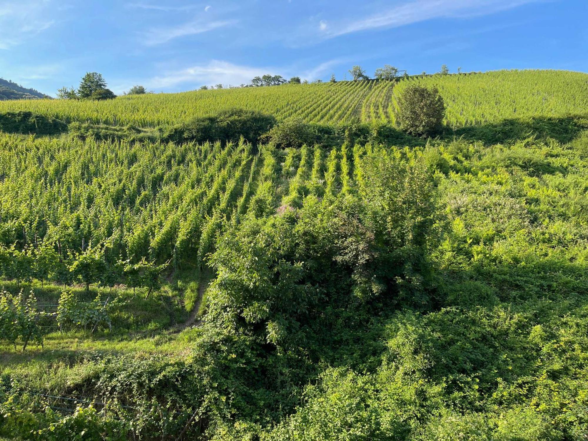 Gite Maison Des Vignerons Рикевир Экстерьер фото